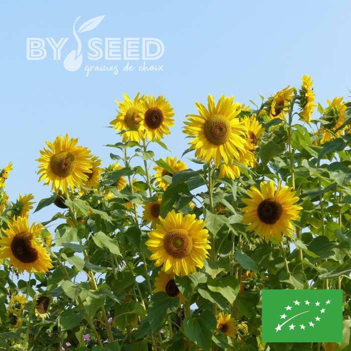 Tournesol haut Uniflorus Giganteus BIO