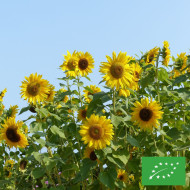 Tournesol haut Uniflorus Giganteus BIO