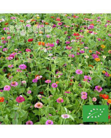 Zinnia Lilliput Mix BIO