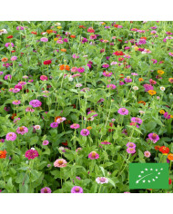 Zinnia Lilliput Extra Mix