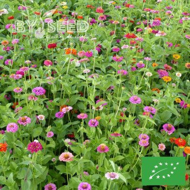 Zinnia Lilliput Mix BIO