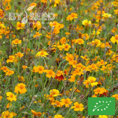 Oeillet d'Inde haut Nematode Control BIO