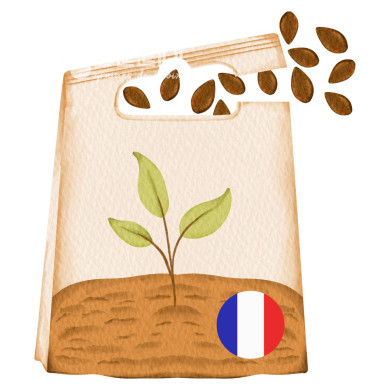 Sachet surprise de graines de fleur à couper produites en France