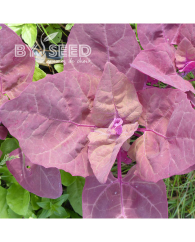Arroche rouge - Atriplex hortensis var. rubra