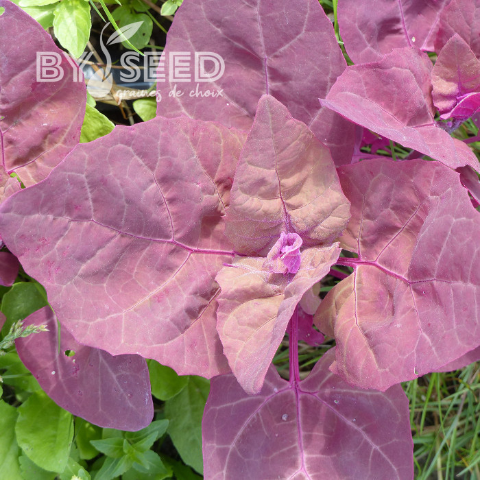 Arroche rouge - Atriplex hortensis var. rubra