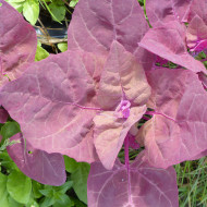 Arroche rouge - Atriplex hortensis var. rubra