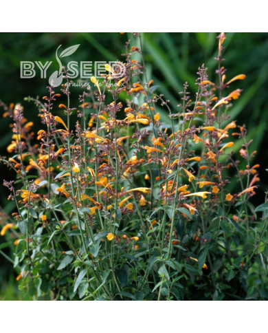 Agastache aurantiaca Orangeade