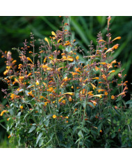 Agastache rupestris Apache Sunset