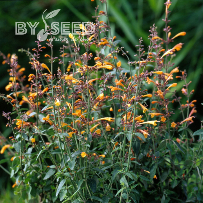 Agastache aurantiaca Orangeade