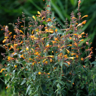 Agastache aurantiaca Orangeade