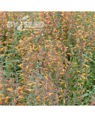 Agastache aurantiaca Orangeade