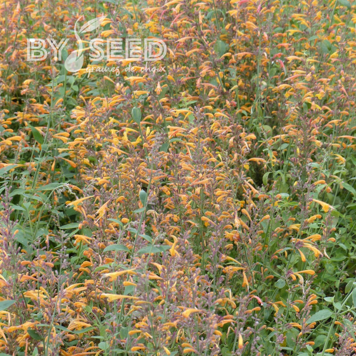 Agastache aurantiaca Orangeade