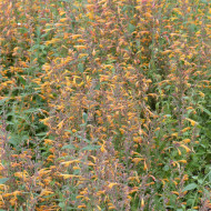 Agastache aurantiaca Orangeade