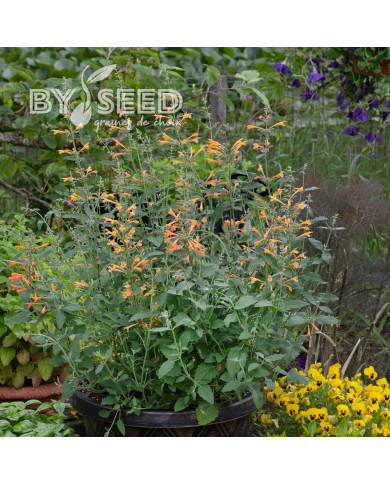 Agastache aurantiaca Orangeade