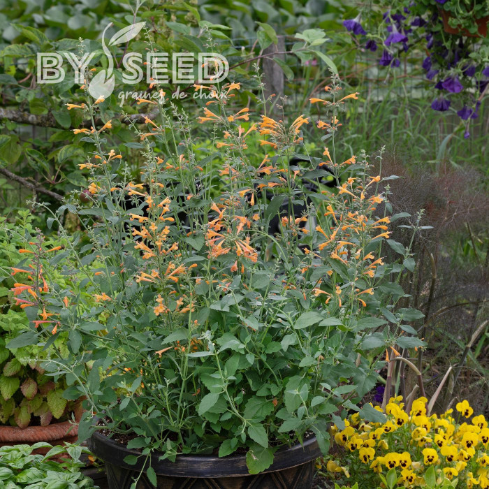 Agastache aurantiaca Orangeade