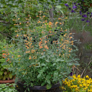 Agastache aurantiaca Orangeade