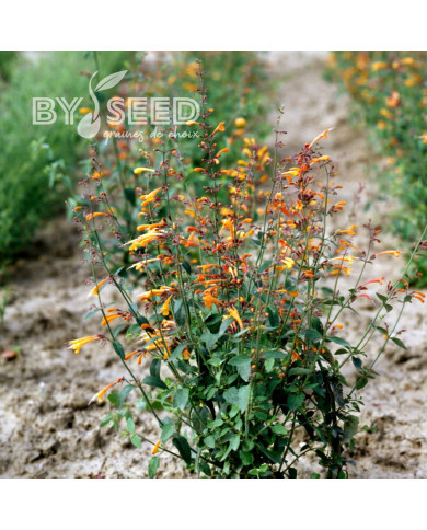 Agastache aurantiaca Orangeade