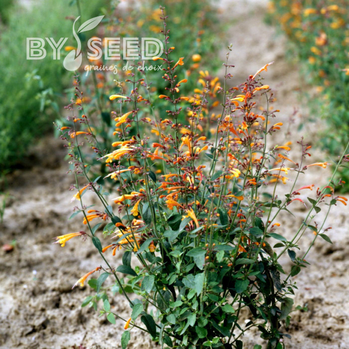 Agastache aurantiaca Orangeade