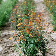 Agastache aurantiaca Orangeade