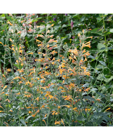 Agastache aurantiaca Orangeade