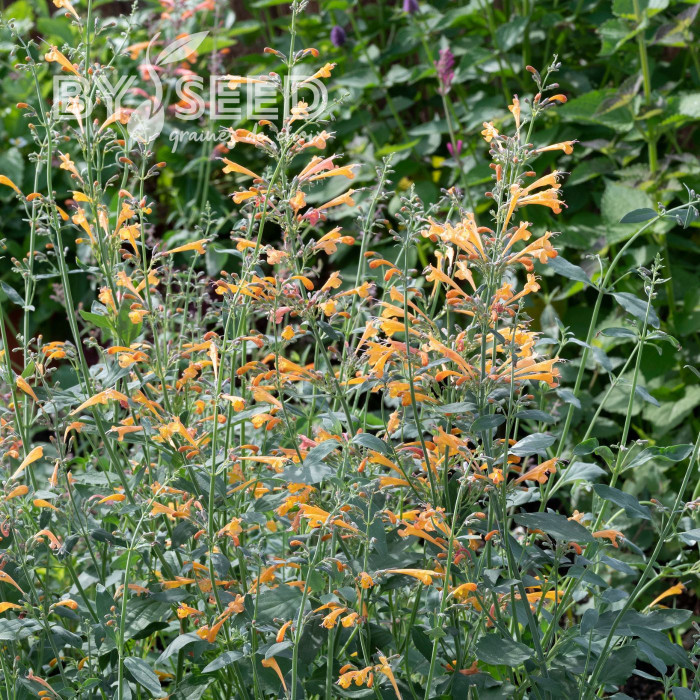 Agastache aurantiaca Orangeade