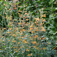 Agastache aurantiaca Orangeade