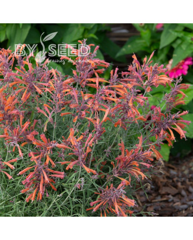 Agastache rupestris Apache Sunset