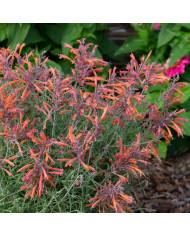 Agastache aurantiaca Orangeade