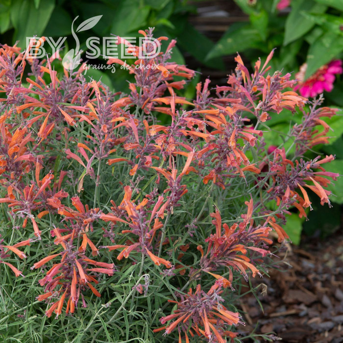 Agastache rupestris Apache Sunset