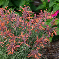 Agastache rupestris Apache Sunset