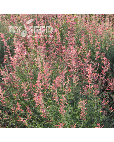 Agastache rupestris Apache Sunset