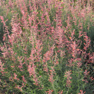 Agastache rupestris Apache Sunset