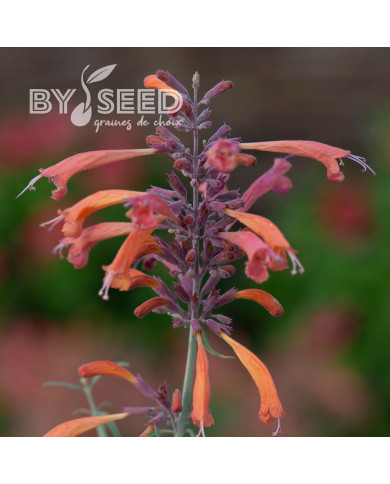 Agastache rupestris Apache Sunset