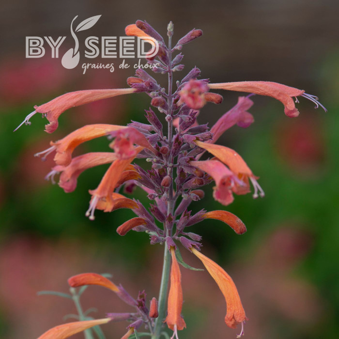 Agastache rupestris Apache Sunset