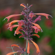 Agastache rupestris Apache Sunset