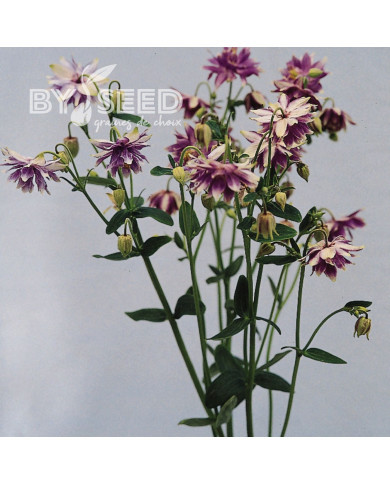 Ancolie Purple Barlow (Christa)