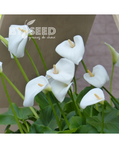 Arum blanc White Lady