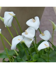 Zinnia Whirlygig Mix