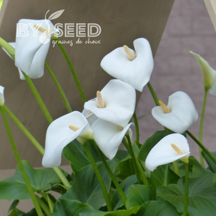 Arum blanc White Lady