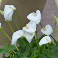 Arum blanc White Lady