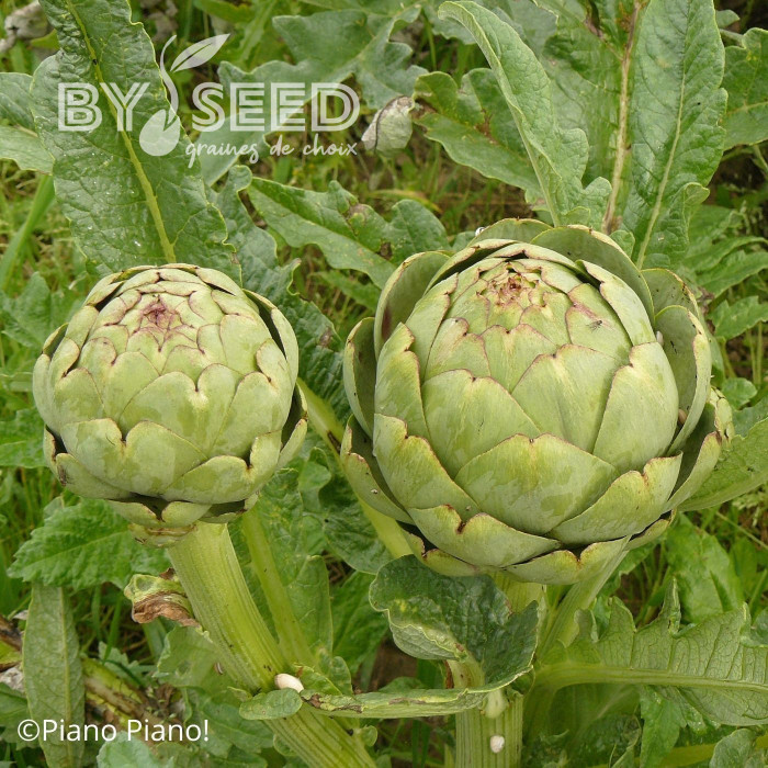 Artichaut Green Globe