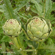 Artichaut Green Globe