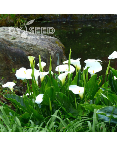 Arum blanc White Lady