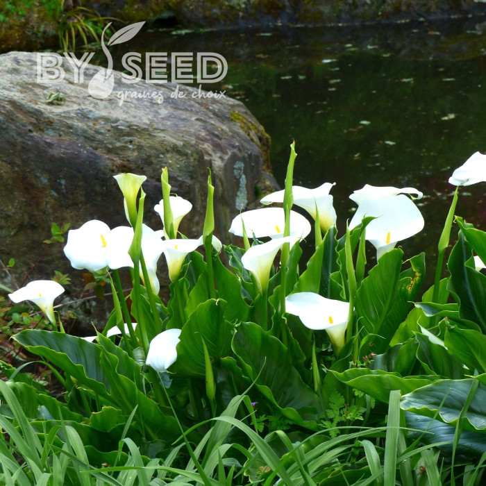 Arum blanc White Lady