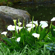 Arum blanc White Lady