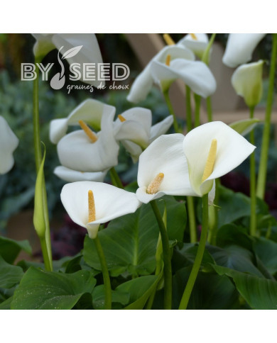 Arum blanc White Lady