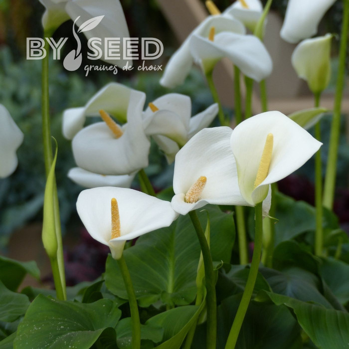 Arum blanc White Lady