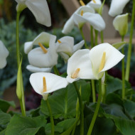 Arum blanc White Lady