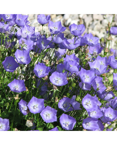 Campanule des Carpathes Bleue