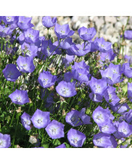 Valériane des jardins Snowcloud (Albus) blanche